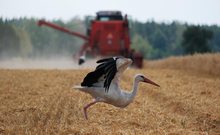 Tania żywność trzyma inflację w ryzach. Wkrótce się to skończy