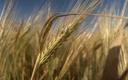 Rosja liczy na wyższe zbiory zbóż dzięki „nowym terytoriom”