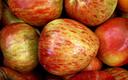 Firmowi jabłkożercy zjedli 159 527 kilogramów