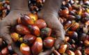 Olej palmowy najtańszy od pięciu miesięcy