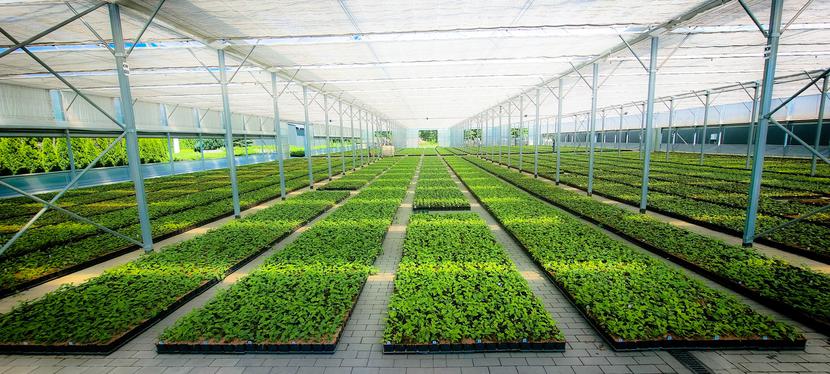 Własna produkcja roślin, ich sprzedaż na rynku krajowym i za granicą, a także specjalistyczne usługi serwisowe to trzy filary działalności firmy Gartenland.
