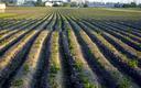 Ukraiński przemysł rolny stracił 4,3 miliarda dolarów
