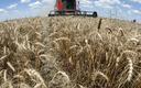 Wiceminister rolnictwa: nie ma obawy, że nie będzie w Polsce żywności