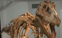 Szkielet tyranozaura sprzedany za 1 mln USD