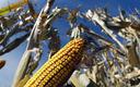 Niepewny start zasiewów kukurydzy w USA