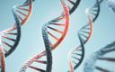 Pełna sekwencja ludzkiego genomu coraz bliżej