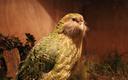 Populacja papug kakapo w Nowej Zelandii wzrosła o jedną czwartą