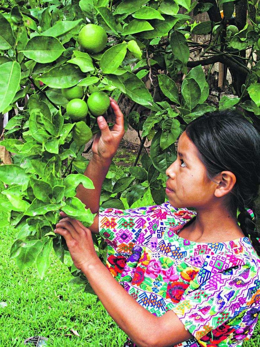 ZIELONE ZŁOTO:
 Limonki stały się tak
 drogie, że Meksykanie
 żartują, iż nadają się
 teraz na inwestycję,
 a nie do kuchni
 [FOT. EASTNEWS]