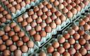 Węgierscy producenci jaj tracą na limitach cen; badają możliwość importu z Polski