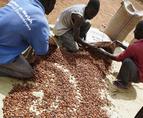 Ghana podnosi minimalną cenę ziarna kakaowego