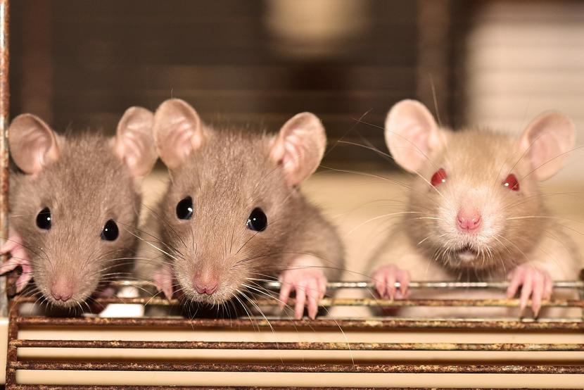 Nowy związek, który ma szansę stać się lekiem, w badaniach na myszach potrafi zwalczyć aż 300 rodzajów bakterii gram-ujemnych.