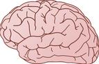 Zidentyfikowano 97 nowych obszarów kory mózgowej