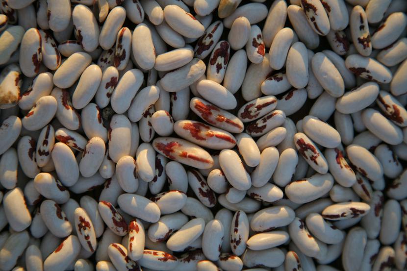 Polska fasola z orzełkiem