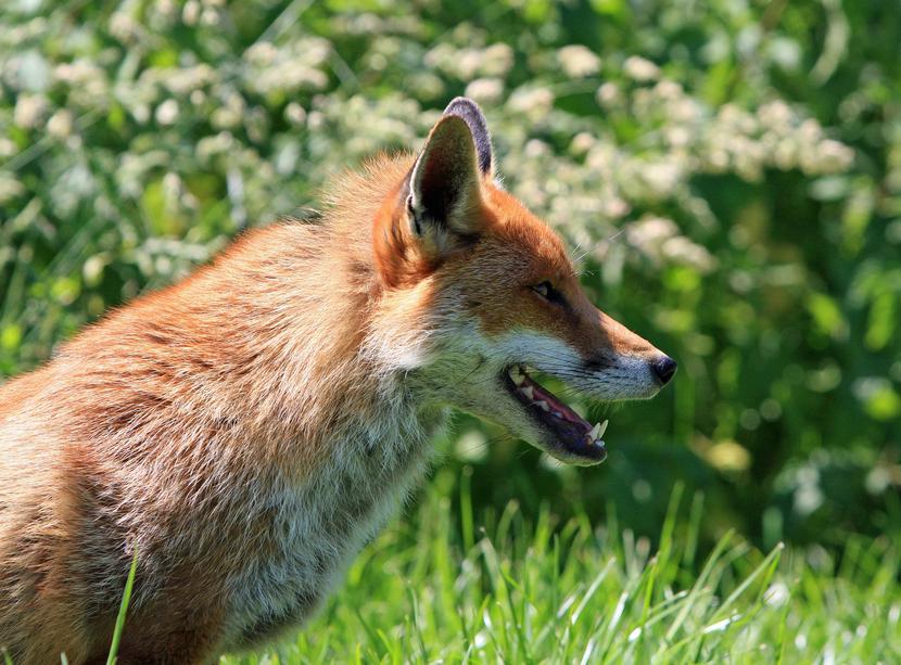 Na terenie Mazowsza wykryto 30 przypadek wścieklizny. Na terenie Mazowsza wykryto 30 przypadek wścieklizny.