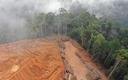 Wycinka lasów tropikalnych prowadzi do zmniejszania opadów