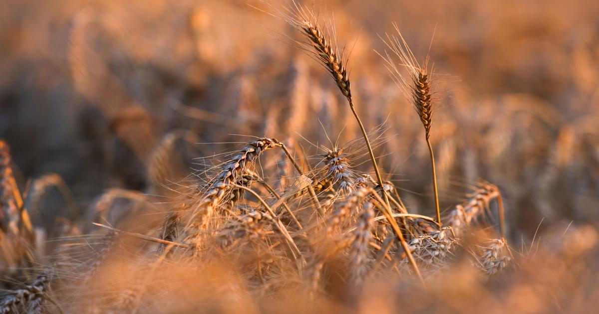 La récolte de blé en France est menacée par la chaleur – Puls Biznesu