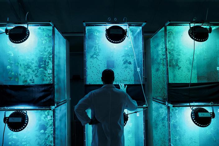 Haythem Riahi, biolog i współzałożyciel Circa Biotech, ogląda czarne muchy w swoim ośrodku w Al Ajn, Zjednoczone Emiraty Arabskie, 14 stycznia 2025 r.