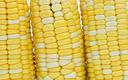 Spadek notowań kukurydzy na skutek przyspieszenia zasiewów w USA