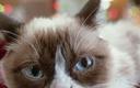 „Grumpy Cat” bogatszy o ponad 700 tys. USD