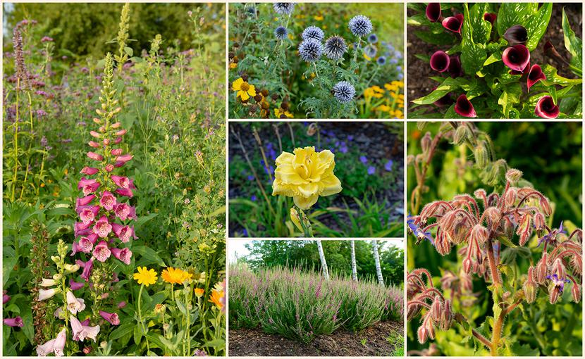 Kalendarz kwitnienia: