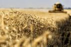 FAO: Ceny żywności spadły najmocniej od 2015 r.