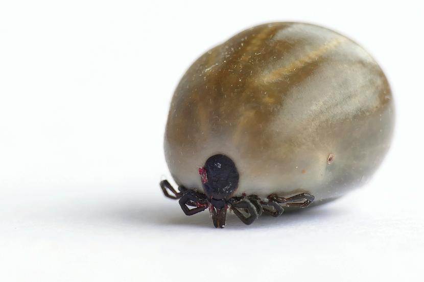 Zakażenie krętkami Borrelia może być groźne także dla serca. Zakażenie krętkami Borrelia może być groźne także dla serca.