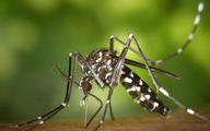 Ziko i denga zagrożeniem dla turystów w Brazylii?