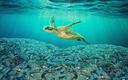 Oceany pełne jednorazowego plastiku