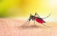 Gorączka Denga w Polsce? Przez ocieplenie klimatu w naszym kraju mogą pojawić się choroby tropikalne