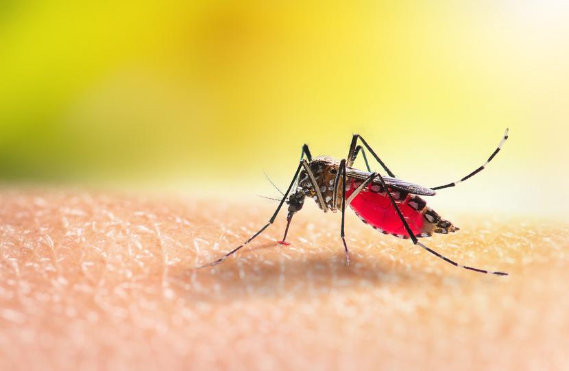 W Polsce głównymi wektorami są kleszcze i komary.
