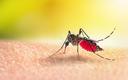 Gorączka denga w Polsce? Przez ocieplenie klimatu w naszym kraju mogą pojawić się choroby tropikalne