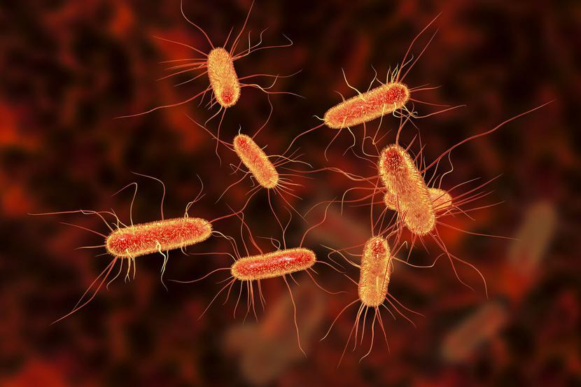 Bakteria Escherichia coli Bakteria Escherichia coli