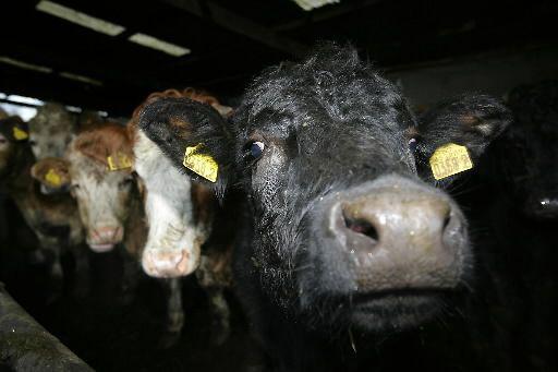 Obok północnoirlandzkich producentów systemów kontrolnych i napędów do bram kontrahentów w Polsce szukają także firmy zajmujące się ubojem i rozbiorem mięsa wołowego. Fot. Bloomberg.