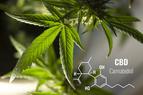 Marihuana łatwo absorbuje metale ciężkie. Naukowcy potwierdzili jej szkodliwy wpływ na zdrowie