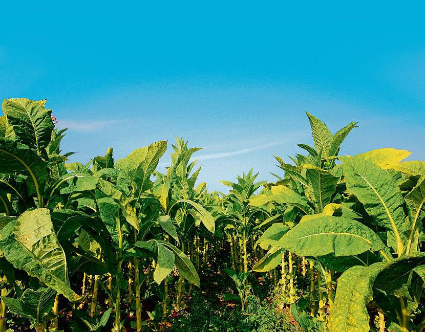 Polska jest drugim w Europie producentem tytoniu, a według branżowych szacunków jego uprawa daje pracę 60 tys. osób. Większość produkcji trafia na eksport i do polskich fabryk, ale liście znajdują też drogę na stragany, gdzie zrobiona z nich paczka jest czterokrotnie tańsza od legalnej.
 [FOT. ISTOCK]