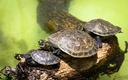 Do Amazonki wypuszczono 3 tys. zagrożonych żółwi