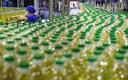 Rekordowo drogie zakupy rosyjskiego oleju słonecznikowego przez Indie