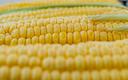 Problematyczne prognozy produkcji kukurydzy w USA