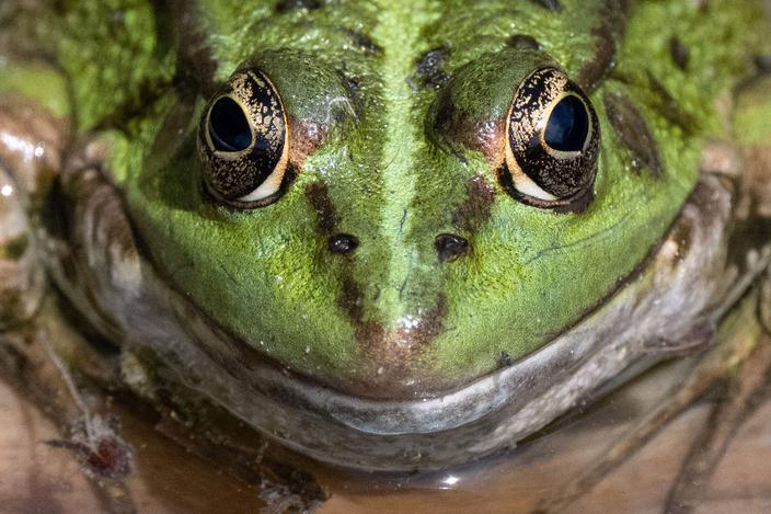 Żaba w pobliżu Fontenay-le-Vicomte, Francja, 3 sierpnia 2025 r.