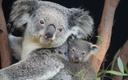 Australia zwiększy wydatki na ochronę koali