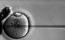 Czy rządowy projekt zablokuje samorządowe programy refundacji in vitro?