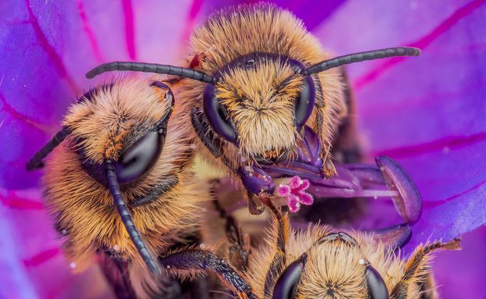 Tętniący życiem świat pszczół w obiektywie Jorisa Vegtera