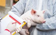 Naukowcy przywrócili do życia niektóre komórki i narządy nieżyjącej od godziny świni [BADANIA]