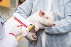 Naukowcy przywrócili do życia niektóre komórki i narządy nieżyjącej od godziny świni [BADANIA]