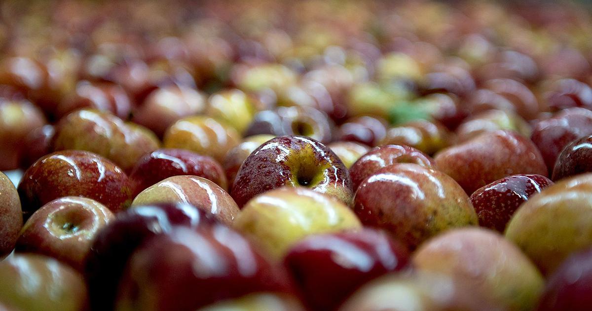 Polskie jabłka zmorą czeskich sadowników