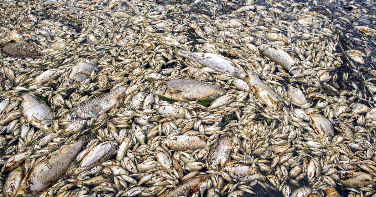Setki kilogramów śniętych ryb wyłowionych z Kanału Gliwickiego jednej doby