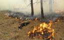 Skadi-Lens z wyprzedzeniem wykryje pożar lasu