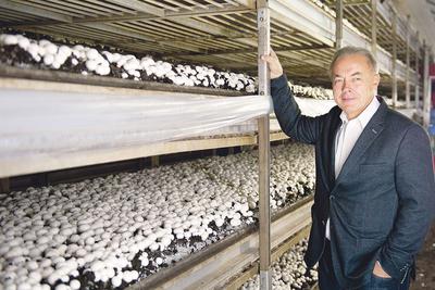 ZDOMINOWANI: Holendrzy rzeczywiście mogą czuć się zalewani  przez polskie pieczarki. Teraz dodatkowo sprzyja nam korzystny kurs  walutowy — przyznaje Leszek Ejsmont, prezes Okechampu.