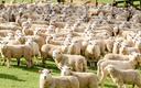 Nowa Zelandia chce opodatkować gaz wydzielany przez krowy i owce