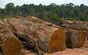 Wylesianie Amazonii największe od 12 lat